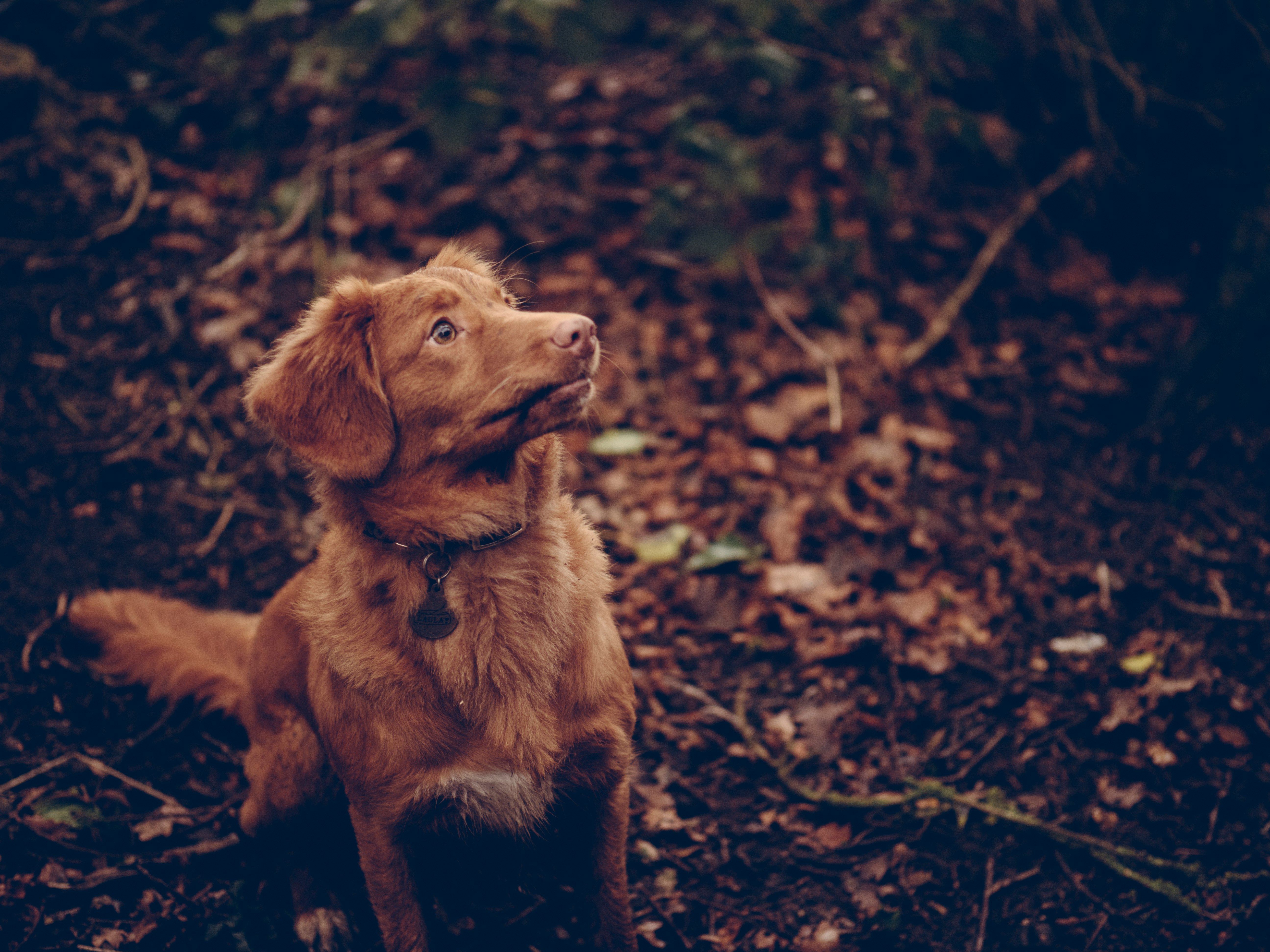 brown dog sitting on black surface